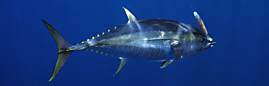 Yllowfin Tuna